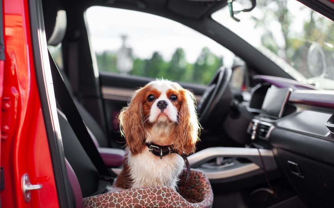 Travel Anxiety in Dogs: How to Spot and Reduce It