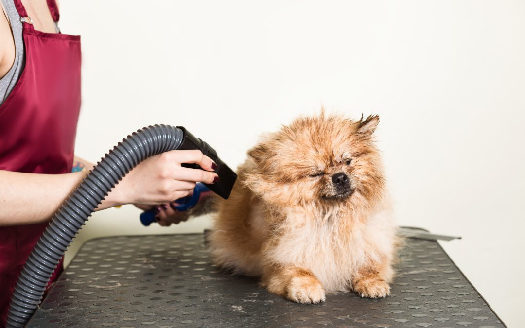 Drying Your Dog the Right Way: Best Practices for Every Coat Type