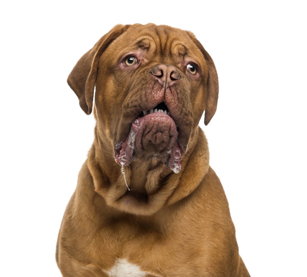close up of a dogue de bordeaux drooling 6 months 2024 09 27 04 39 07 utc