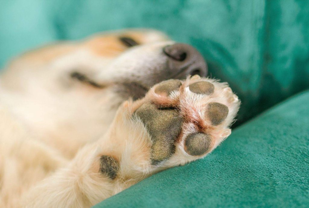 Dog Chewing Paws: Understanding the Causes and How to Stop It 1 Dog Chewing Paws: Understanding the Causes and How to Stop It