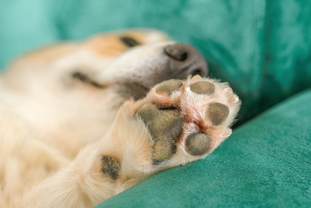 Dog Chewing Paws: Understanding the Causes and How to Stop It 1 close up of paw of sleepy corgi dog is resting on 2025 05 15 12 31 13 utc