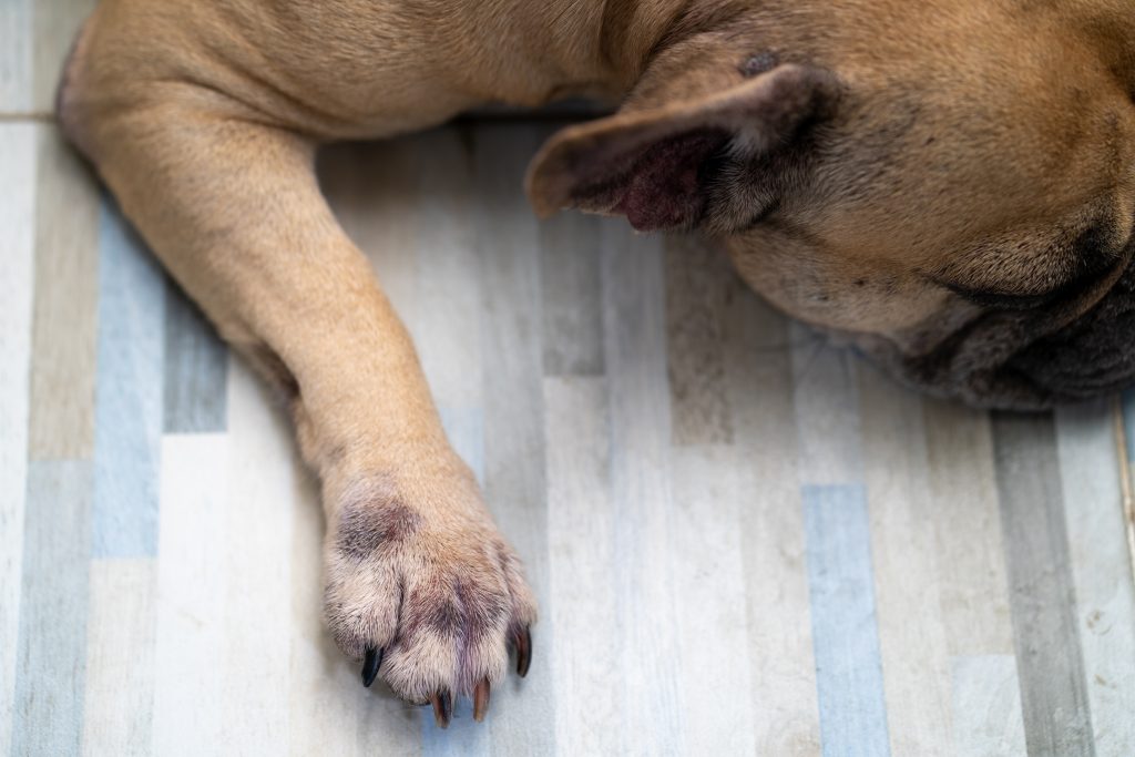 Dog Chewing Paws: Understanding the Causes and How to Stop It 2 closeup of an adorable french bulldog sleeping ind 2025 02 02 11 38 25 utc