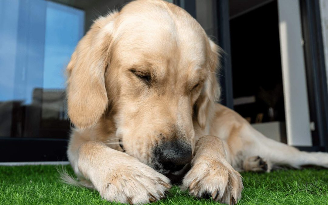 Dog Chewing Paws: Understanding the Causes and How to Stop It