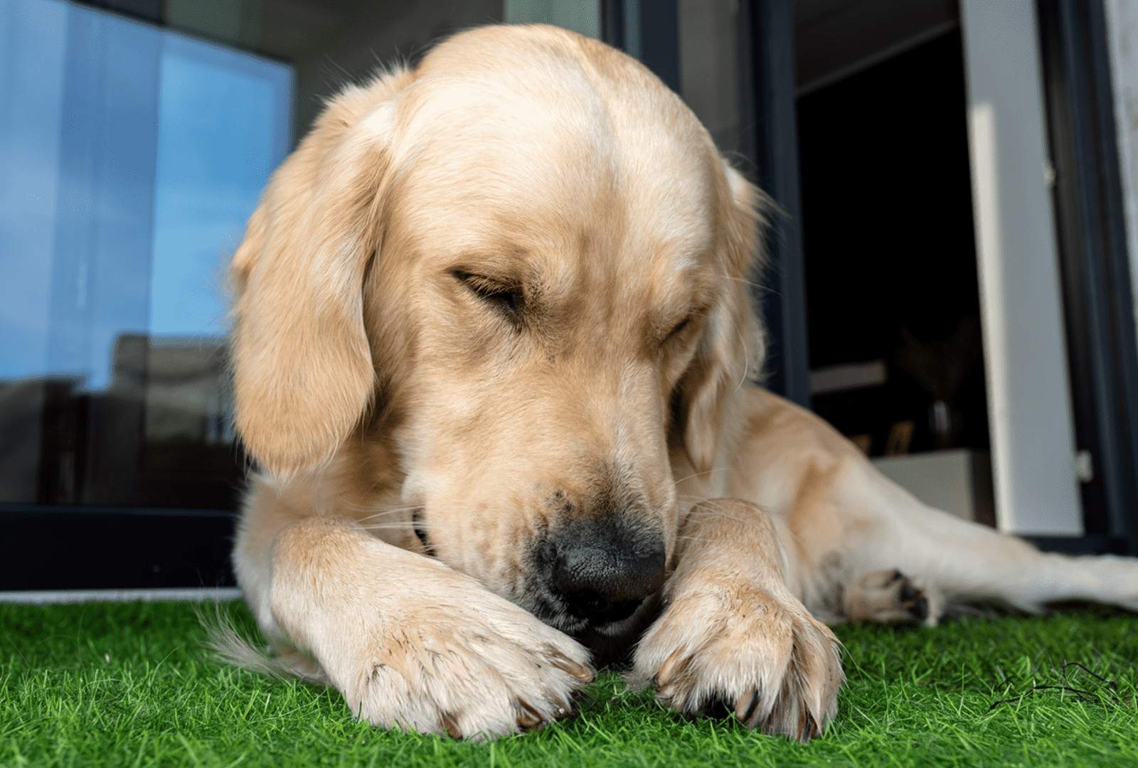 Dog Chewing Paws: Understanding the Causes and How to Stop It Dog Chewing Paws: Understanding the Causes and How to Stop It