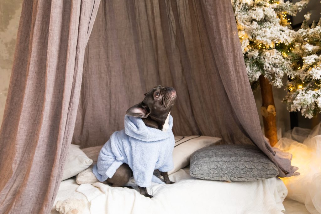 Fireworks Anxiety in Dogs: How to Keep Your Pup Calm and Relaxed 3 french bulldog dog dressed in a blue coat at home 2025 03 27 03 41 26 utc