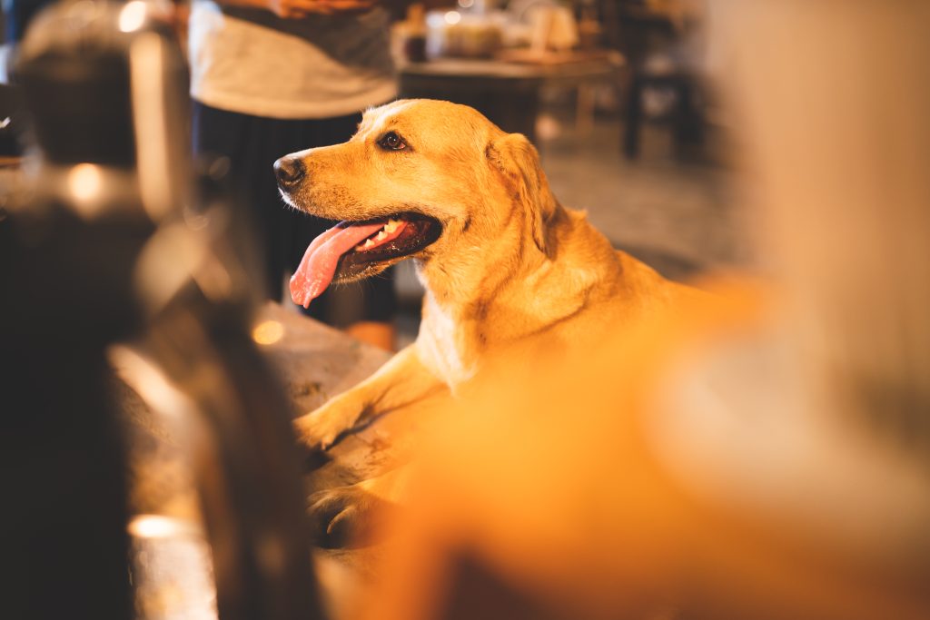 Fireworks Anxiety in Dogs: How to Keep Your Pup Calm and Relaxed 1 golden retriever breed dog sitting in living room 2025 03 25 14 29 20 utc