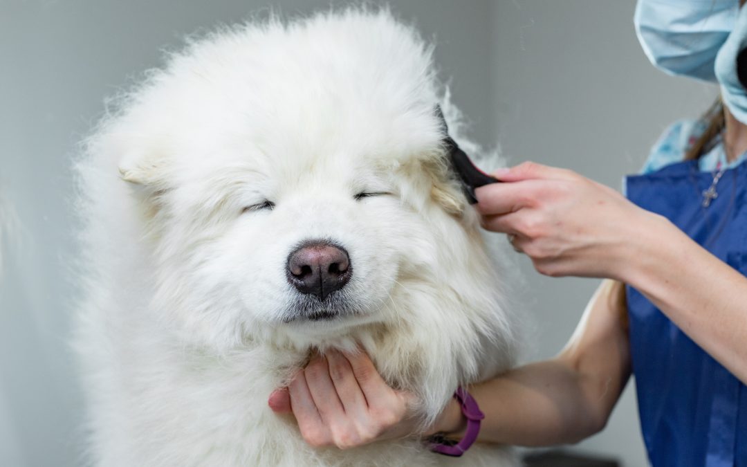 How to Groom Dogs with Thick Coats: A Step-by-Step Guide