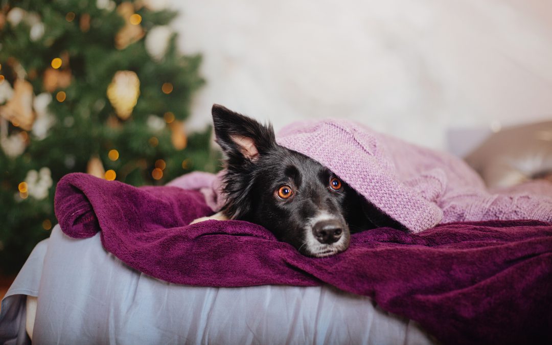 Fireworks Anxiety in Dogs: How to Keep Your Pup Calm and Relaxed