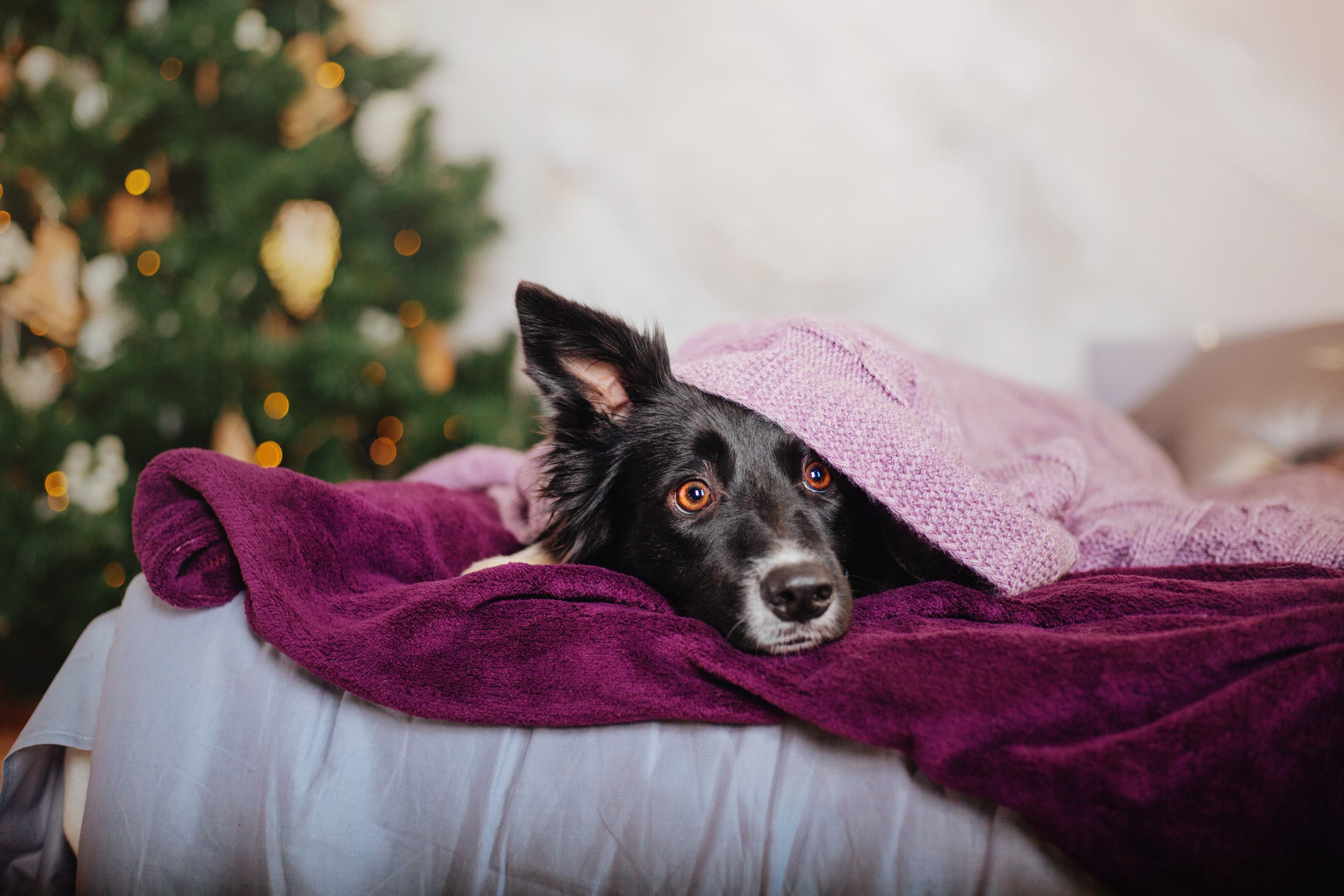 Fireworks Anxiety in Dogs: How to Keep Your Pup Calm and Relaxed Fireworks Anxiety in Dogs: How to Keep Your Pup Calm and Relaxed