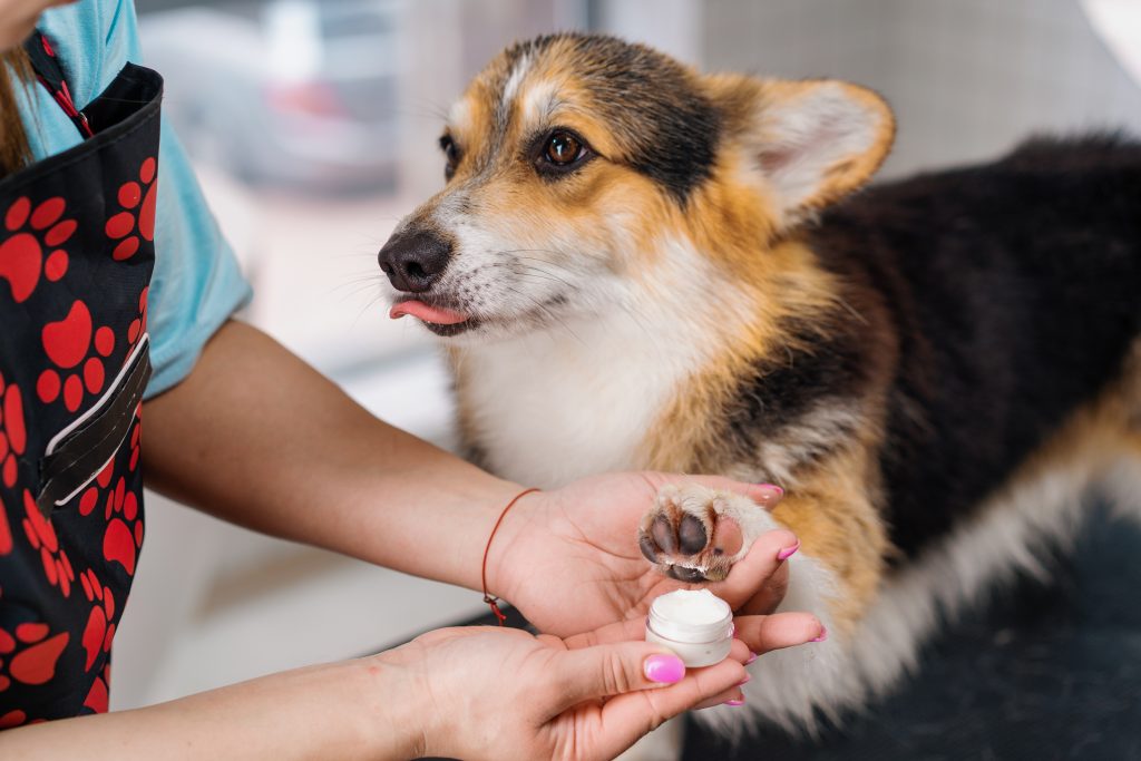 Dog Chewing Paws: Understanding the Causes and How to Stop It 3 portrait of corgi dog a groomer or veterinarian ap 2024 11 26 21 48 06 utc