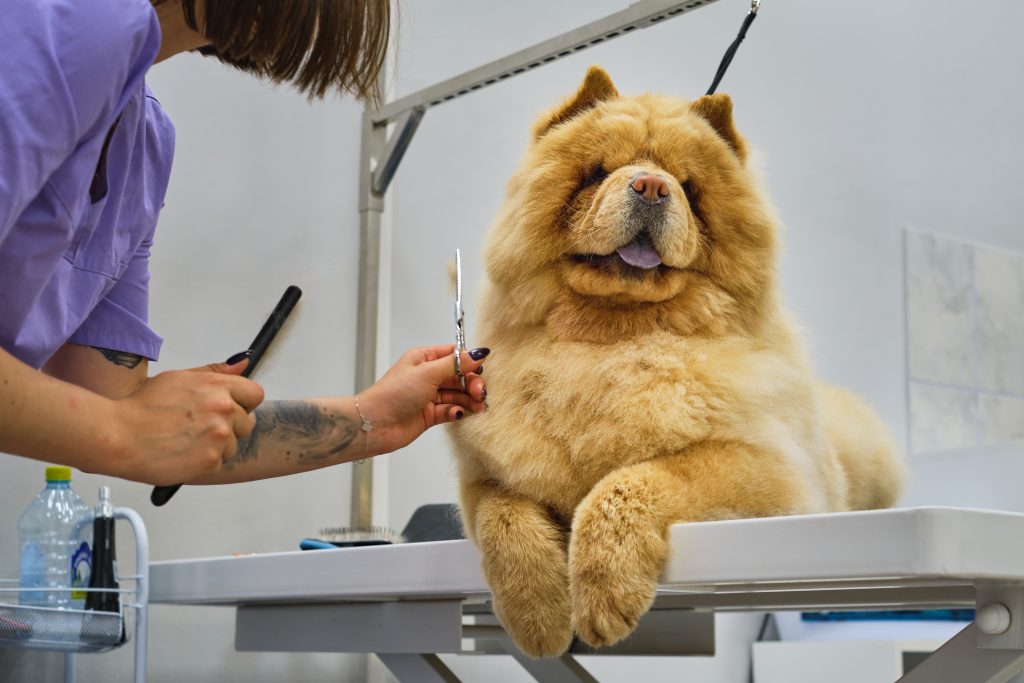 How to Groom Dogs with Thick Coats: A Step-by-Step Guide 1 with gentle hands a groomer transforms a chow cho 2025 02 22 16 21 36 utc