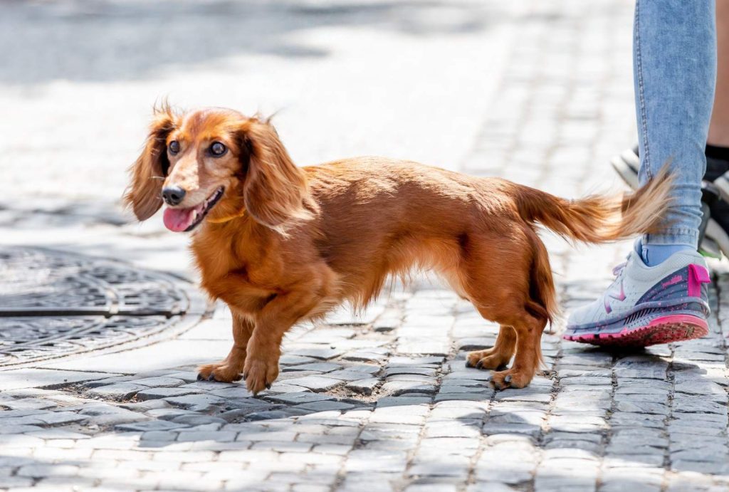 Why Is My Dog Limping? Common Causes You Shouldn’t Ignore 1 Why Is My Dog Limping? Common Causes You Shouldn’t Ignore