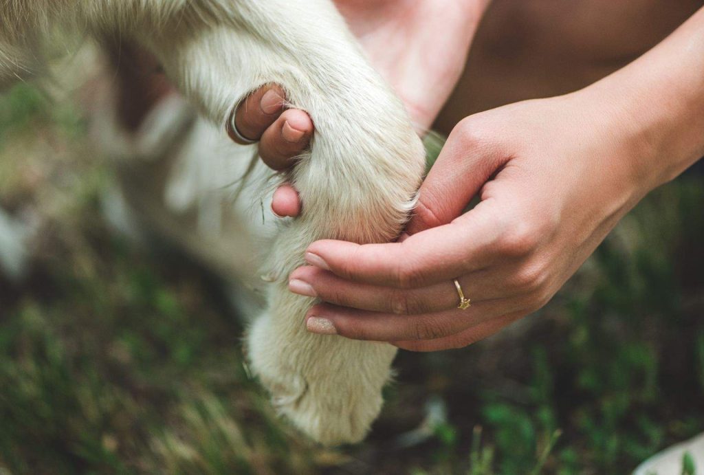 Why Is My Dog Limping? Common Causes You Shouldn’t Ignore 2 cropped shot of woman holding paw of dog 2024 11 19 05 07 32 utc 1