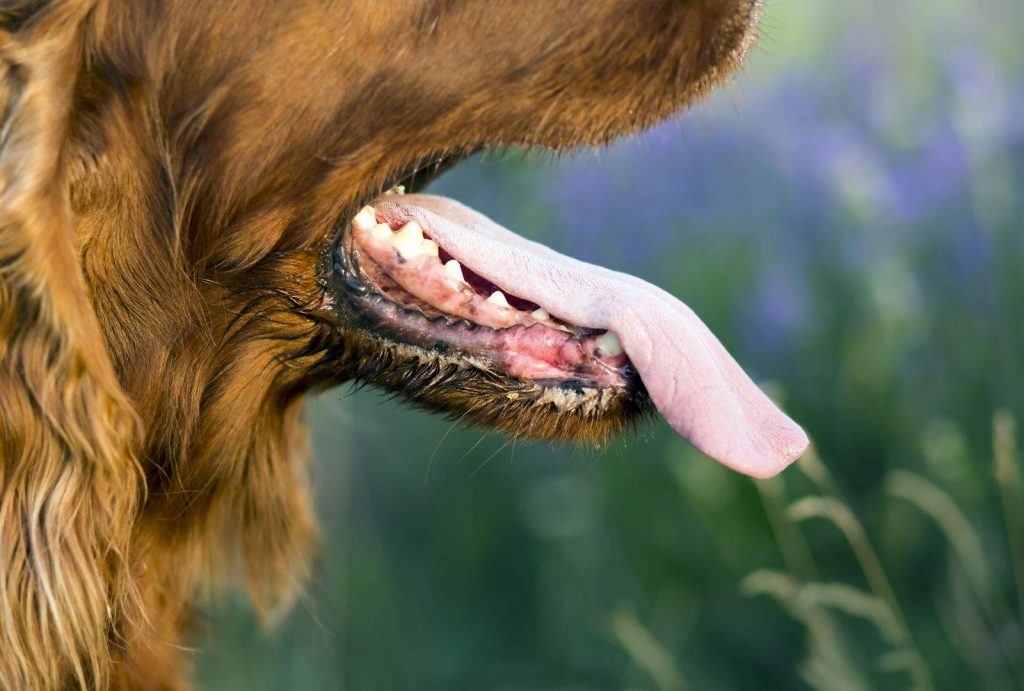Bad Breath in Dogs: Common Causes and Solutions 1 Bad Breath in Dogs: Common Causes and Solutions