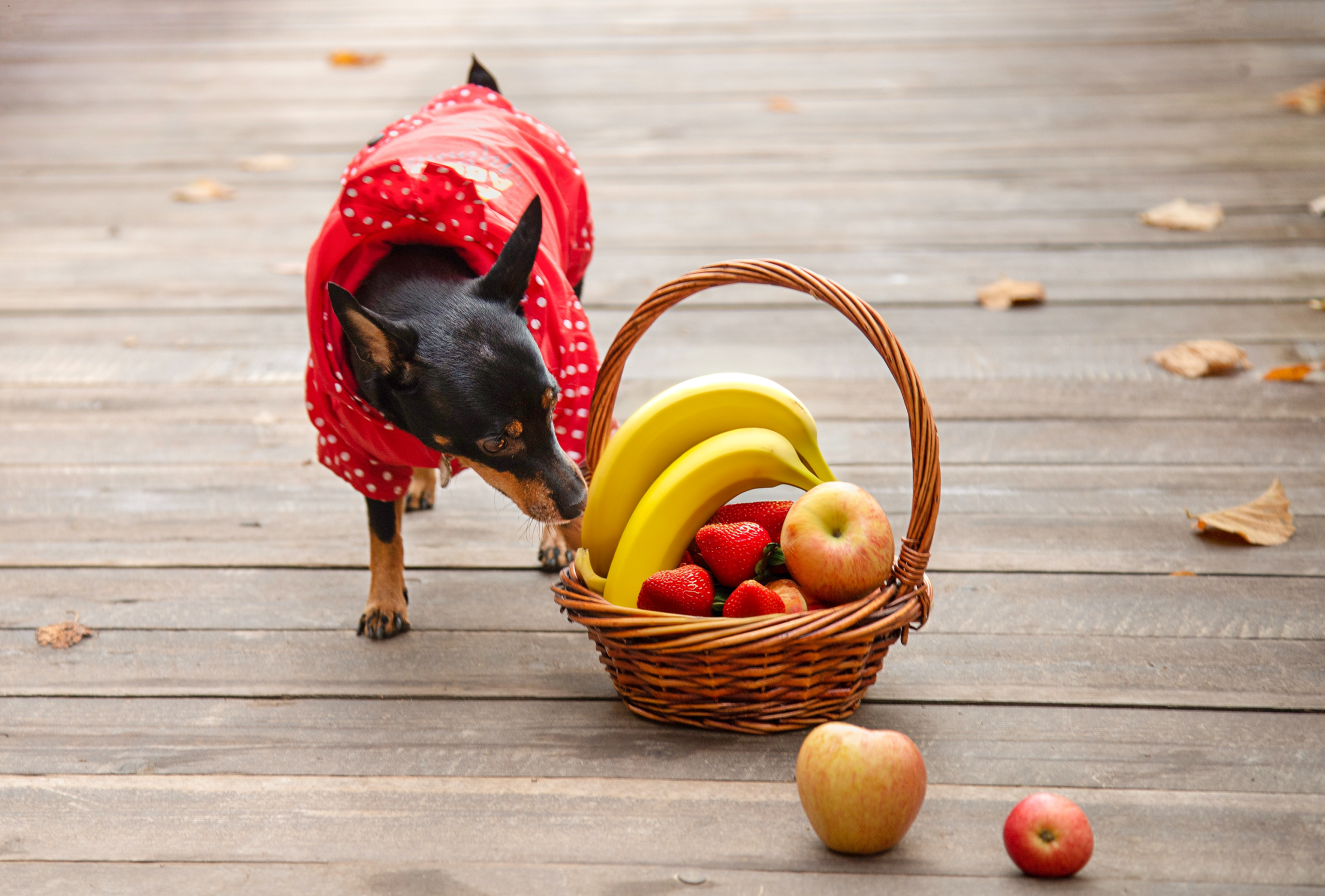 8 Safe Fruits for Dogs (With Serving Sizes & Safety Tips) 8 Safe Fruits for Dogs (With Serving Sizes & Safety Tips)