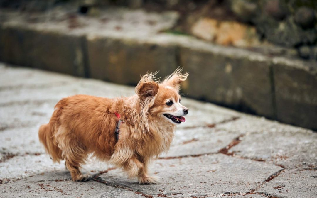 Why Is My Dog Limping? Common Causes You Shouldn’t Ignore
