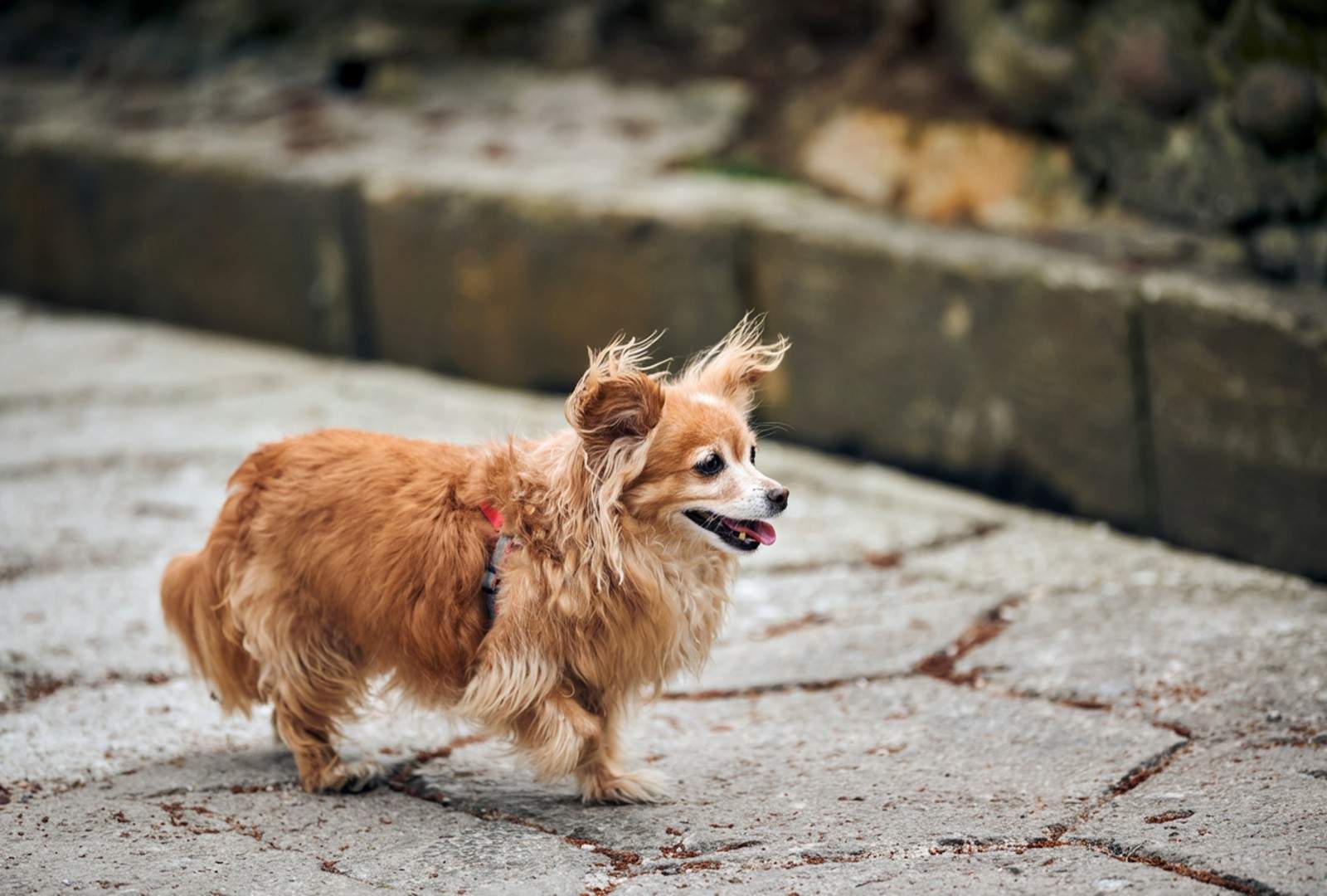 Why Is My Dog Limping? Common Causes You Shouldn’t Ignore Why Is My Dog Limping? Common Causes You Shouldn’t Ignore