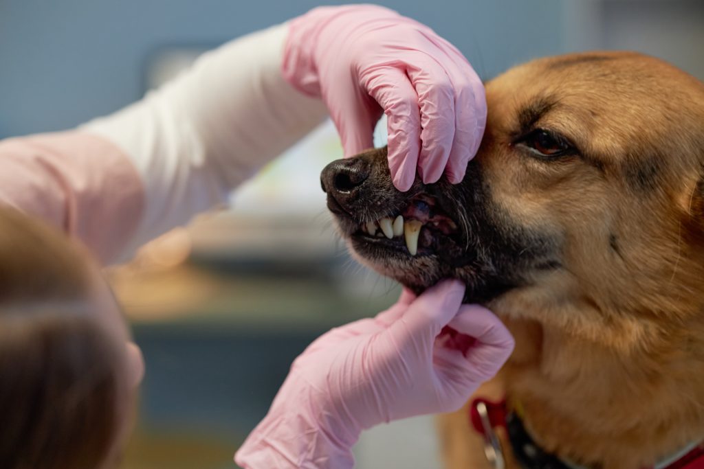 female veterinarian examining fur of mixed breed d 2025 03 21 16 51 55 utc