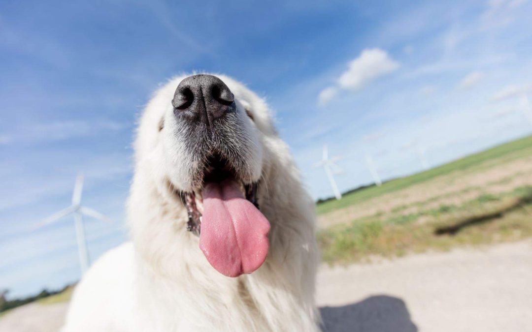Bad Breath in Dogs: Common Causes and Solutions
