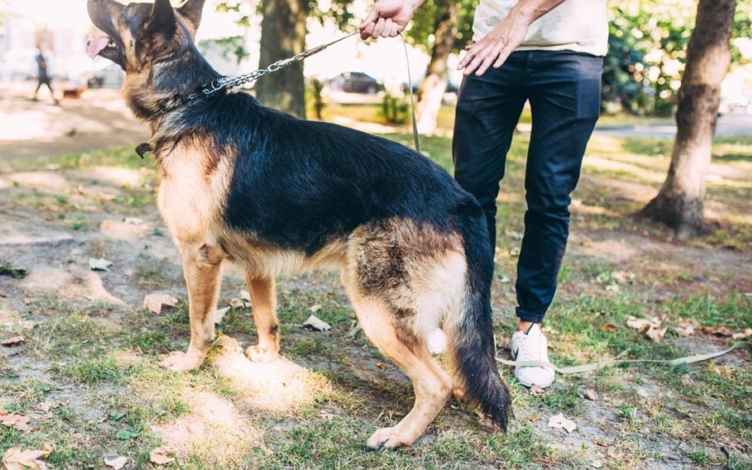 How to Spot Early Signs of Arthritis in Dogs: Prevention and Management Tips