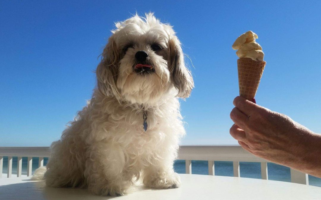 Can Dogs Eat Ice Cream? Risks, Ingredients, and Dog-Safe Alternatives
