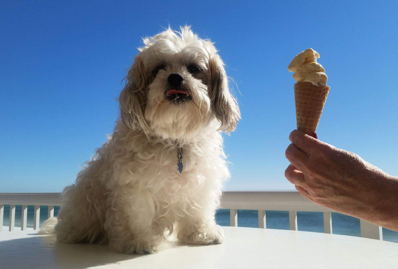 Can Dogs Eat Ice Cream? Risks, Ingredients, and Dog-Safe Alternatives Can Dogs Eat Ice Cream? Risks, Ingredients, and Dog-Safe Alternatives