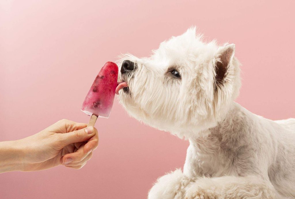 Can Dogs Eat Ice Cream? Risks, Ingredients, and Dog-Safe Alternatives 2 Can Dogs Eat Ice Cream? Risks, Ingredients, and Dog-Safe Alternatives