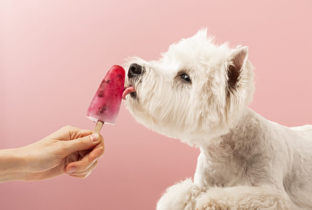 white dog licks ice cream on a pink background su 2026 01 11 10 12 53 utc