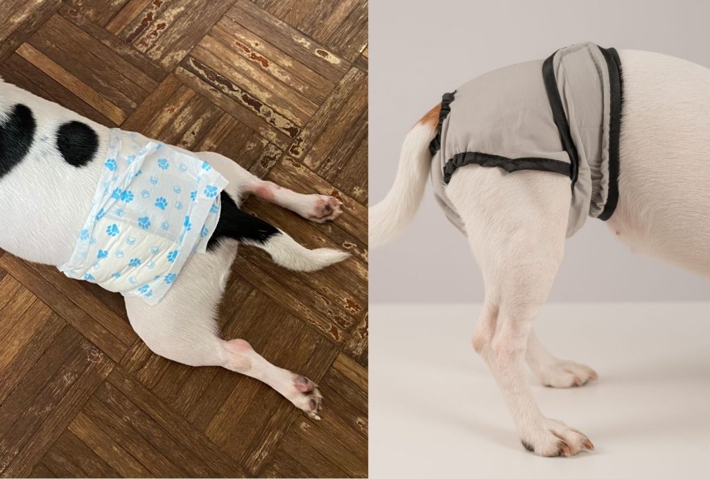 Dog Diapers Guide: Types, Uses, and Care Tips 3 Dog house dubai