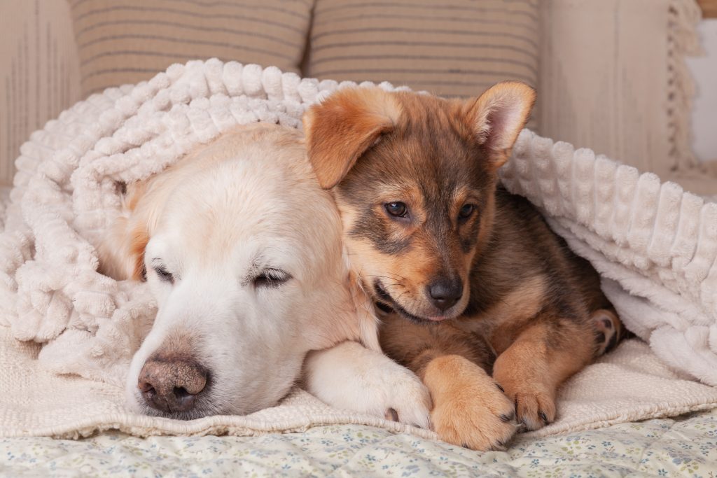 adorable napping golden retriever and funny mixed 2026 01 08 08 09 37 utc