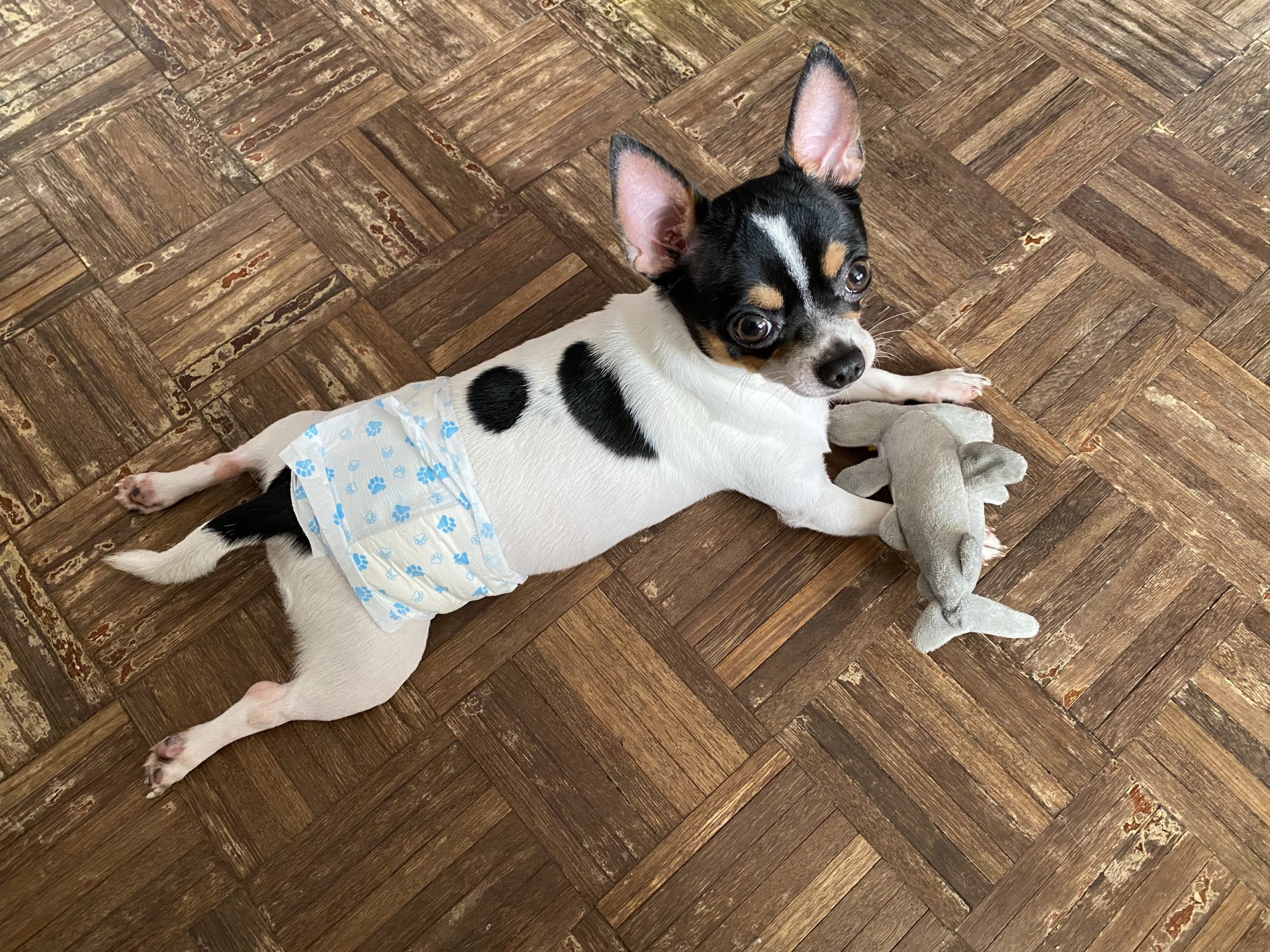 Dog Diapers Guide: Types, Uses, and Care Tips for Pet Owners Dog Diapers Guide: Types, Uses, and Care Tips for Pet Owners