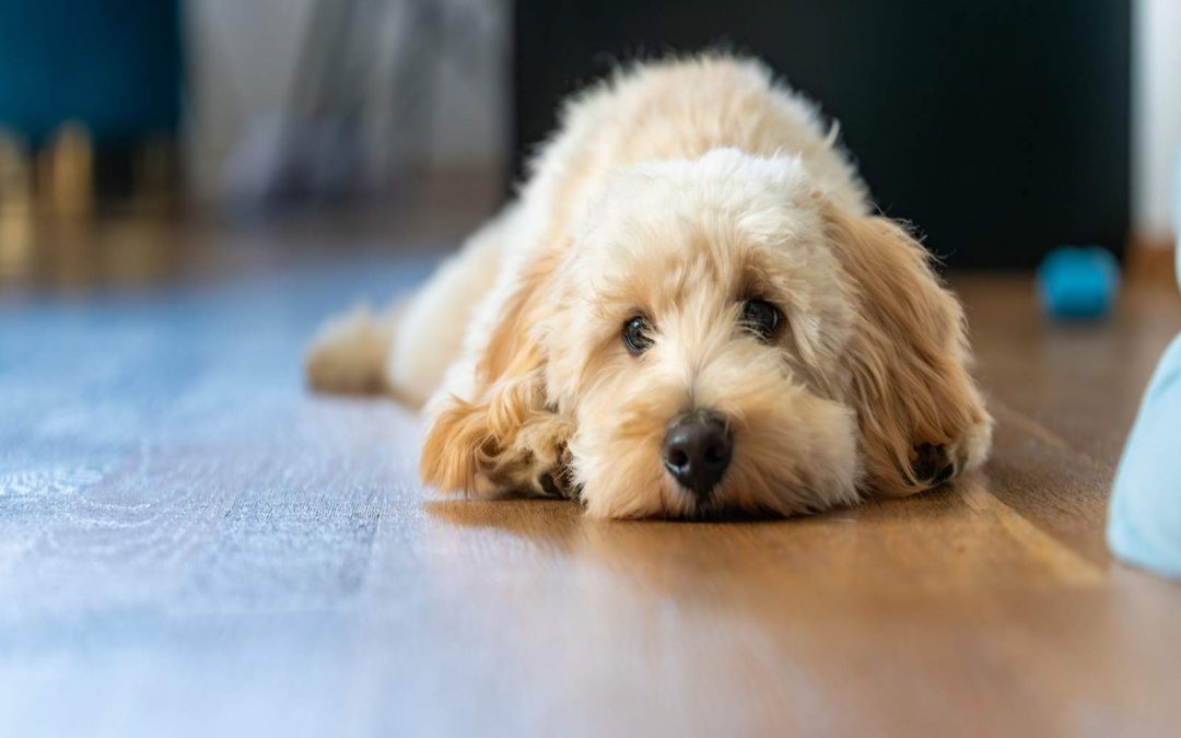 Dog Sighing: Harmless Habit or Hidden Signal?