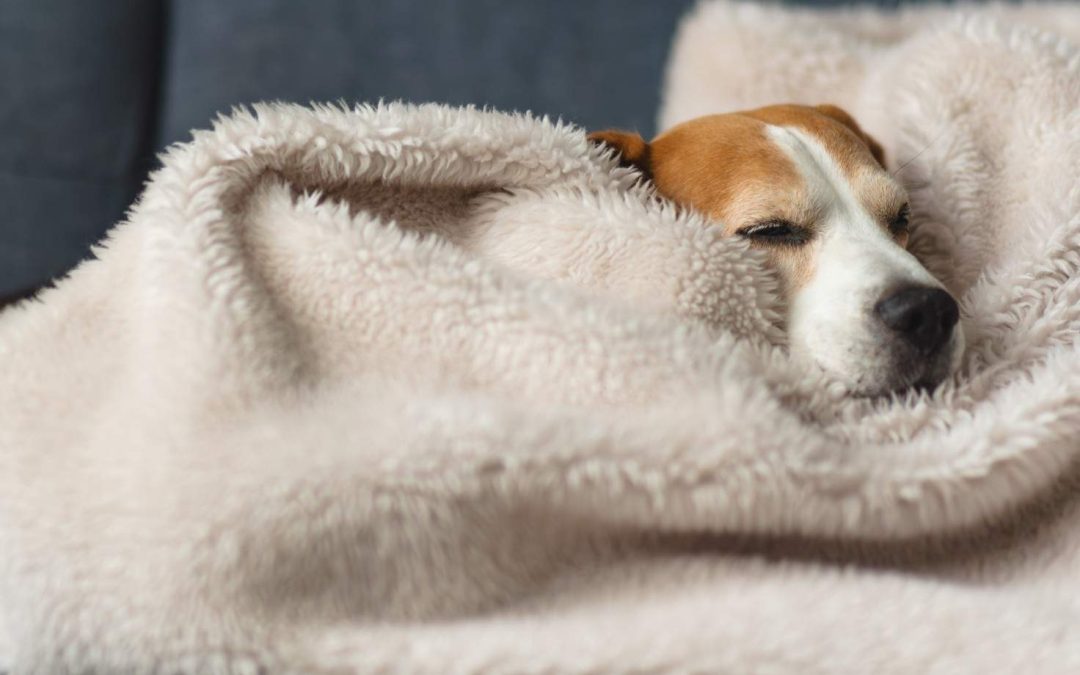 7 Signs Your Dog Is Cold and How to Help