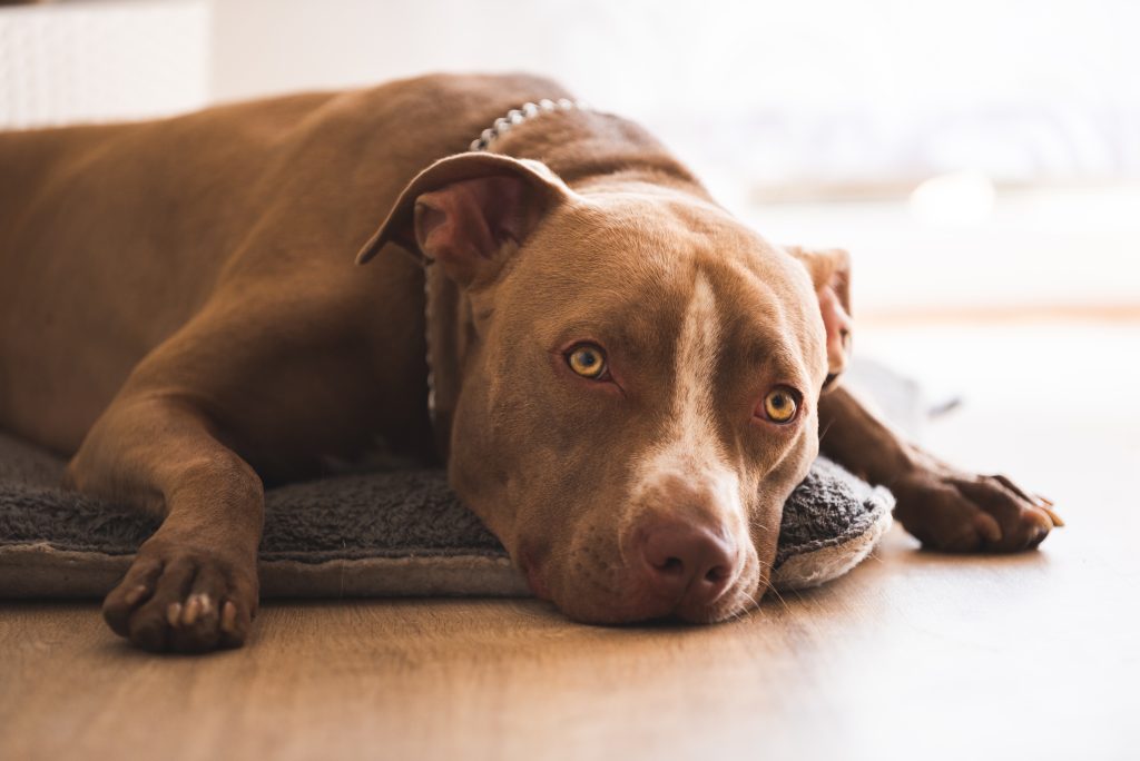 dog lying on wooden floor indoors brown amstaff t 2026 01 05 04 58 23 utc