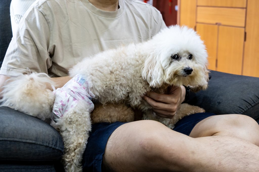 Dog Diapers Guide: Types, Uses, and Care Tips 1 person holding pet dog wearing diapers with incont 2026 01 08 08 24 02 utc