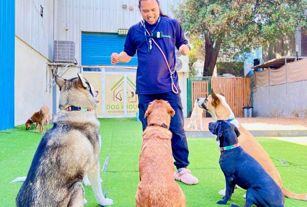 Dog Bullying Behavior: Causes, Signs, and Training Solutions 2 Dog House Dubai Day Care