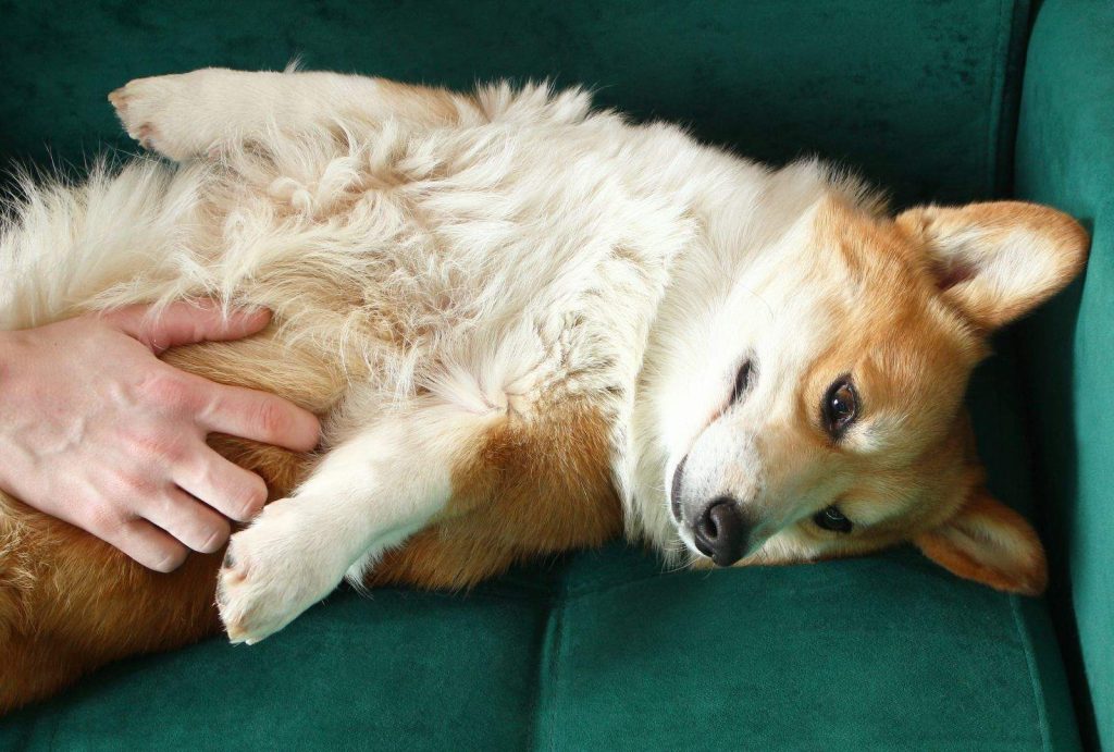Why Do Dogs Like Belly Rubs? What It Really Means 2 adorable fluffy corgi dog relaxing on a beautiful 2026 03 25 08 06 07 utc