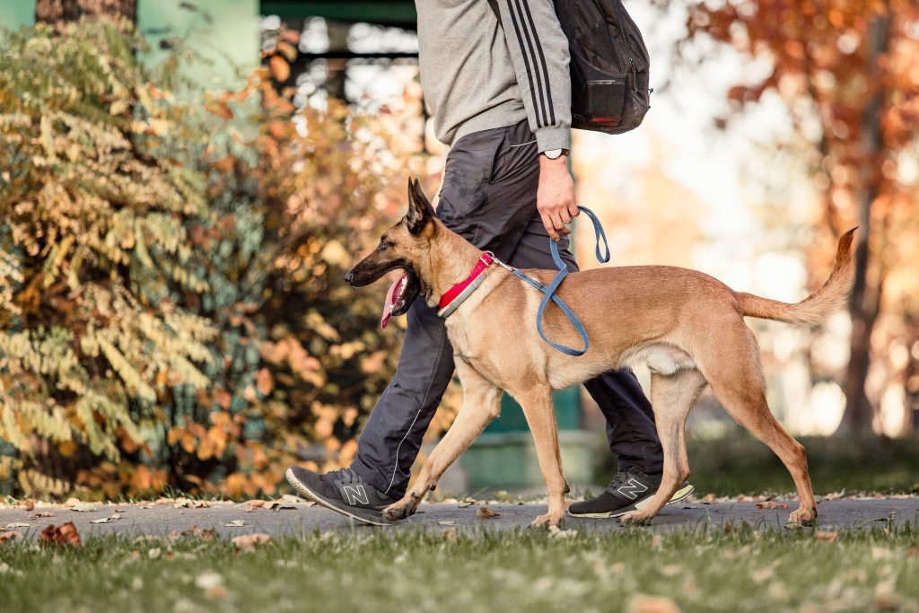 belgian shepherd malinois lying down in fallen lea 2026 01 09 08 28 56 utc