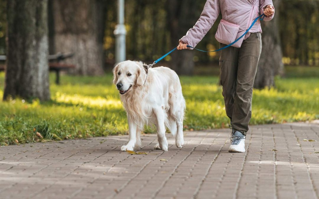 How Often Should You Walk Your Dog for Good Health?
