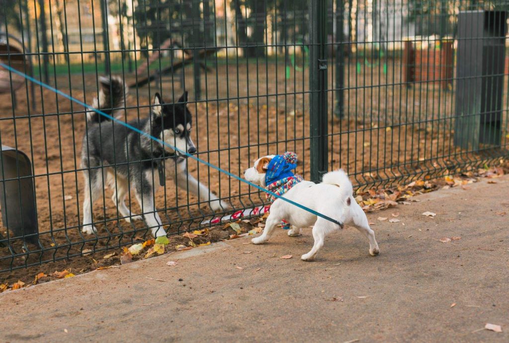 Dog Bullying Behavior: Causes, Signs, and Training Solutions 1 Dog Bullying Behavior: Causes, Signs, and Training Solutions