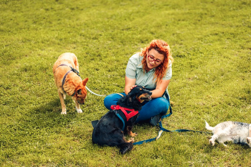 What Does a Professional Dog Walker Do? Services, Benefits & What to Expect 2 female dog walker with dogs enjoying in city park 2026 01 07 07 01 05 utc