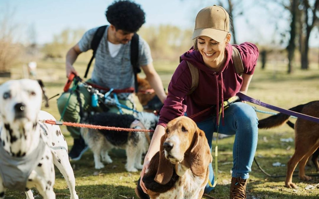 What Does a Professional Dog Walker Do? Services, Benefits & What to Expect