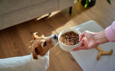 Dog Feeding Chart by Age and Weight: Puppy, Adult, and Senior Dogs