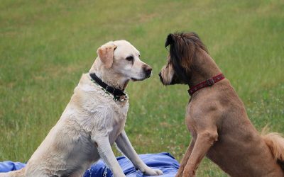 Dog Bullying Behavior: Causes, Signs, and Training Solutions