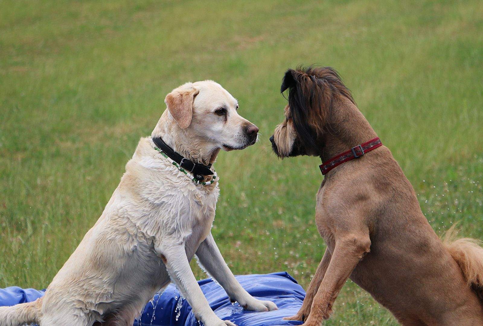 Dog Bullying Behavior: Causes, Signs, and Training Solutions Dog Bullying Behavior: Causes, Signs, and Training Solutions