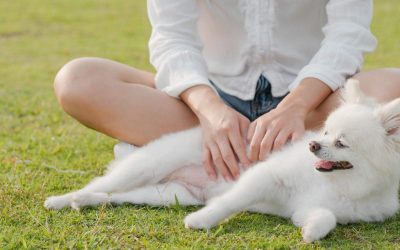 Why Do Dogs Like Belly Rubs? What It Really Means