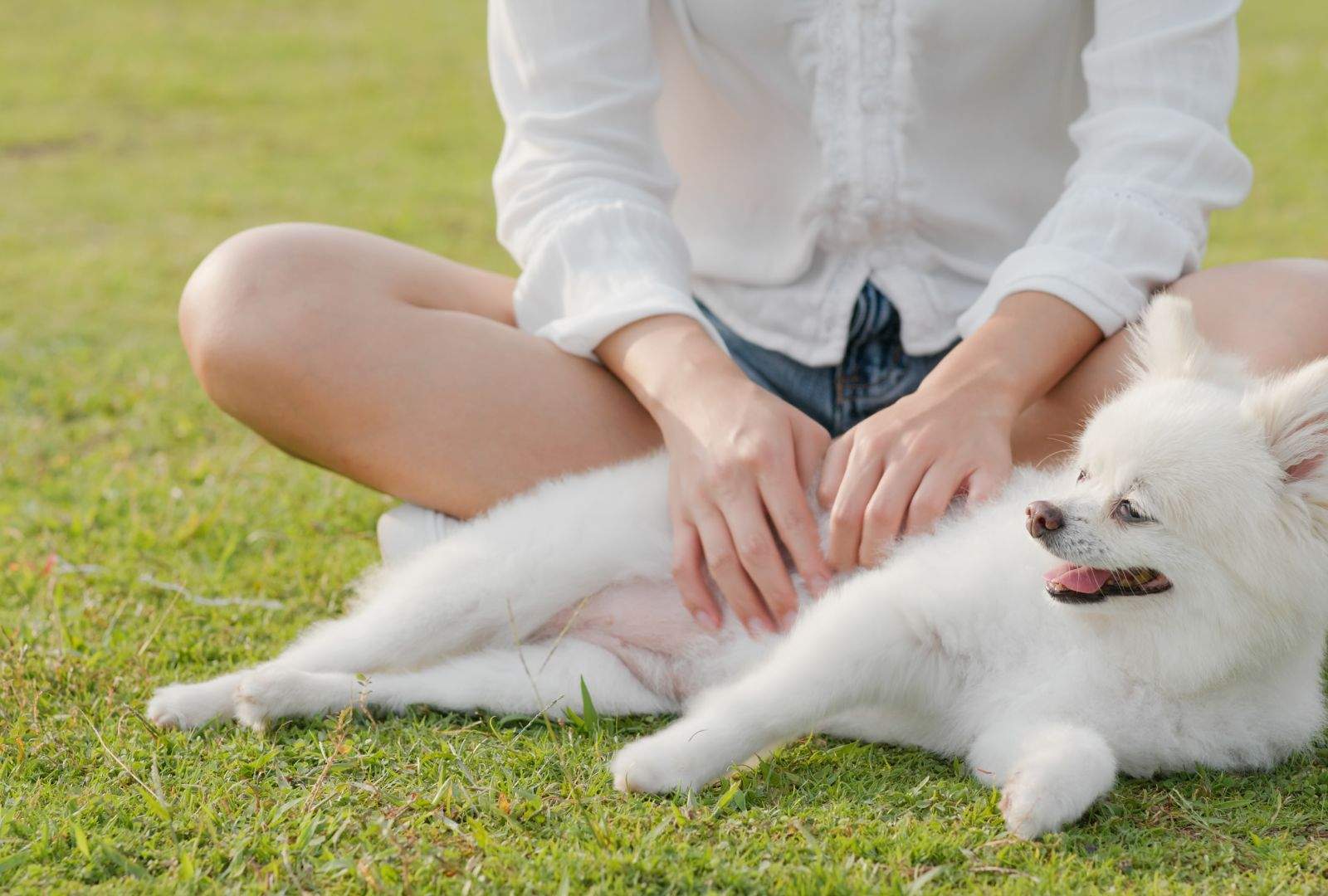 Why Do Dogs Like Belly Rubs? What It Really Means Why Do Dogs Like Belly Rubs? What It Really Means