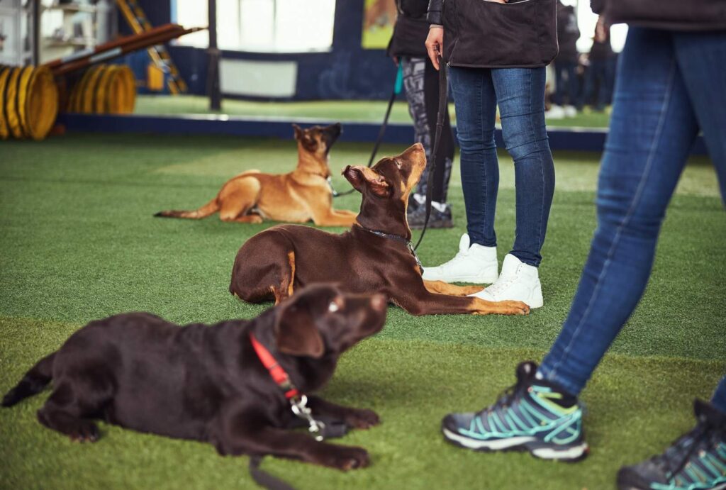canines being trained by experienced dog handlers 2026 01 05 22 46 34 utc