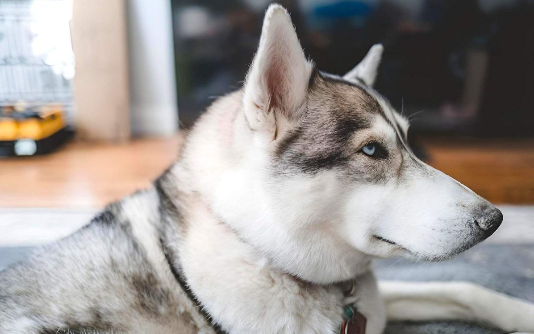 Stubborn Dog Behavior: Why It Happens and What to Do