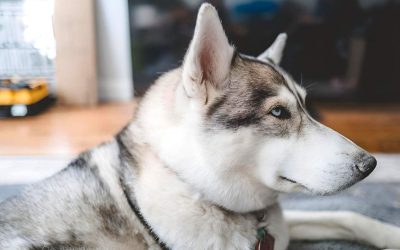 Stubborn Dog Behavior: Why It Happens and What to Do